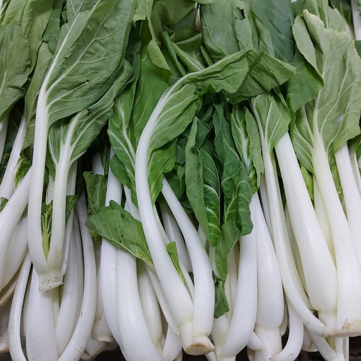 Fresh Local Organic Pechay | Petchay Tagalog - order price / 500 grams