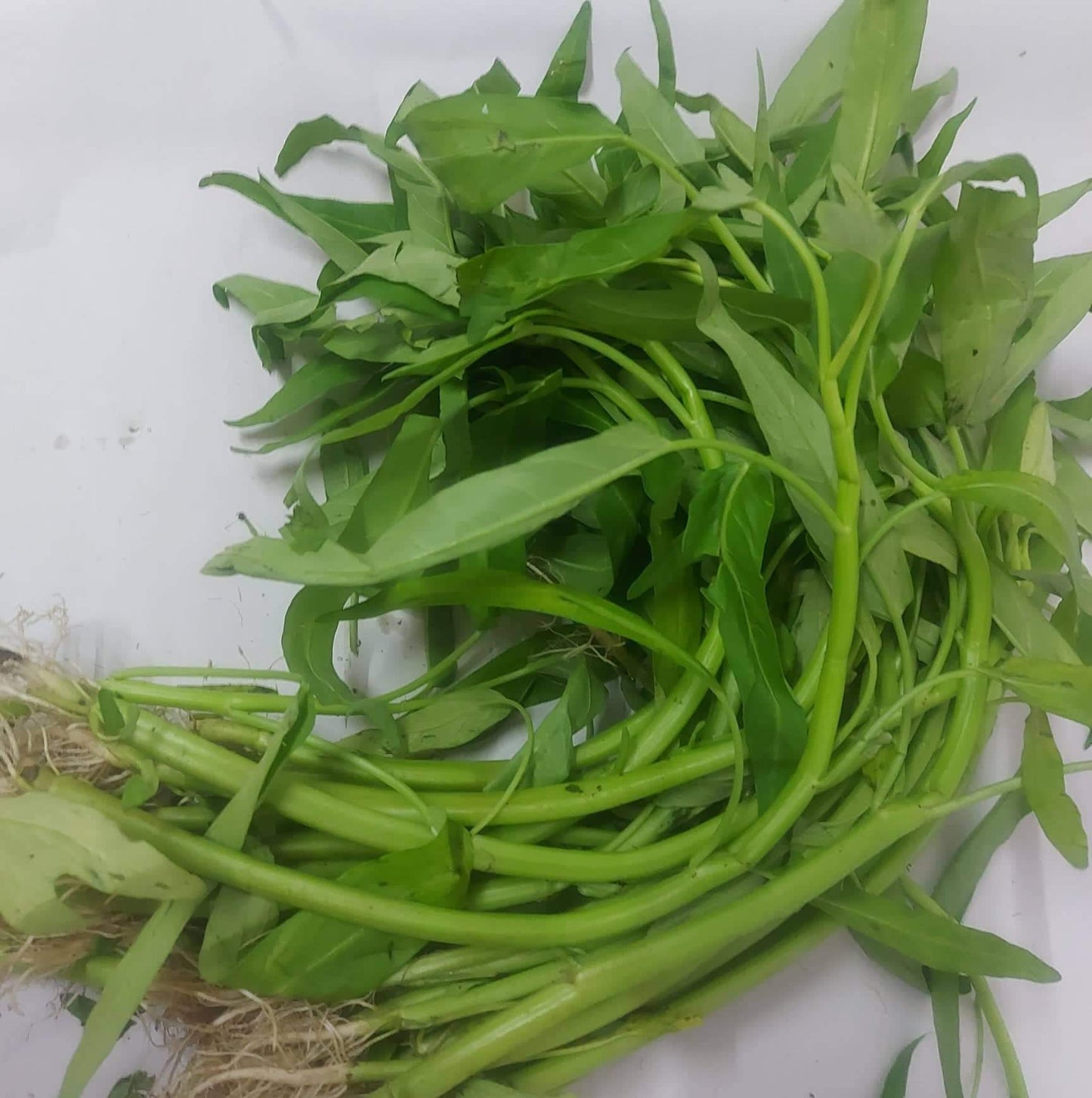 Fresh Local Chinese Kangkong - order price / 500 grams