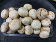 Fresh White Button Mushroom Imported - order price / kilo