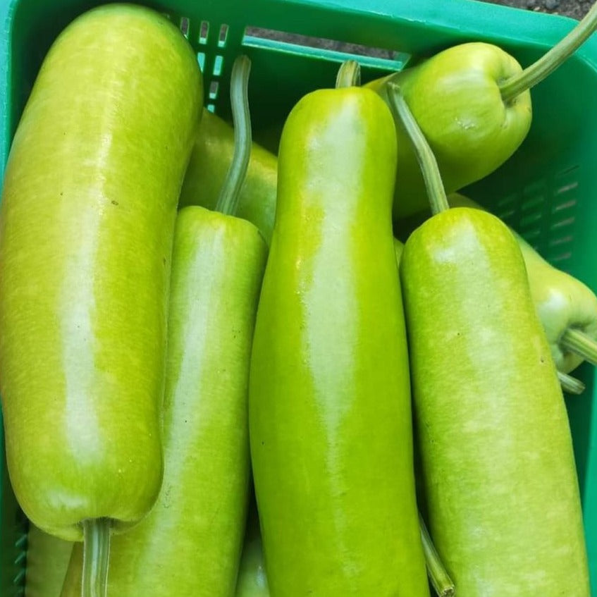 Fresh Bottle Gourd (Upo) - order price/ piece