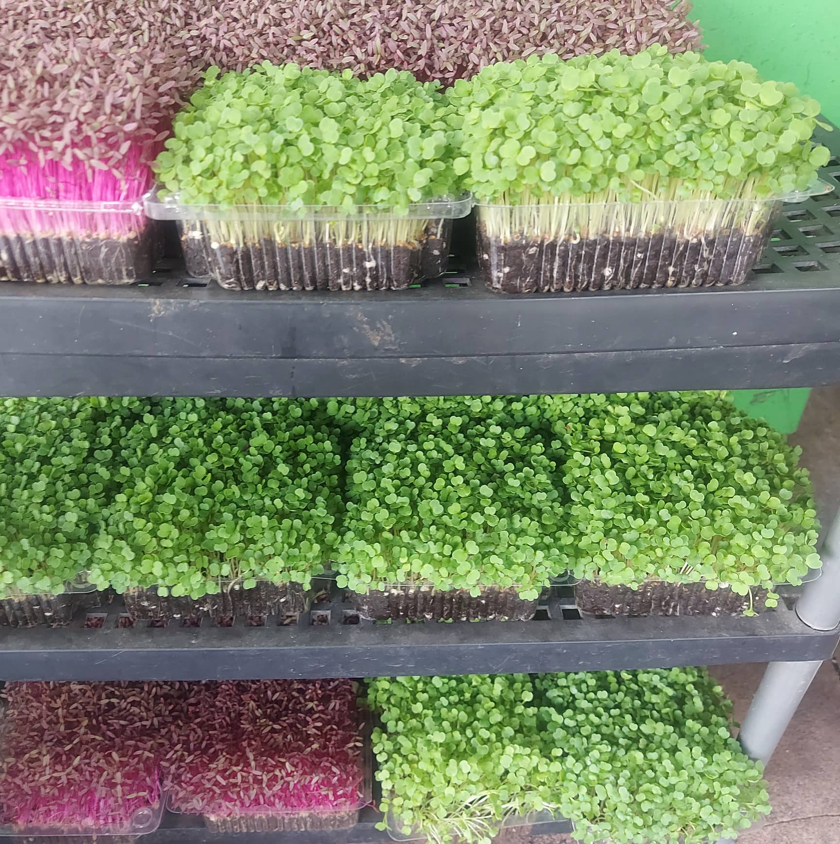 micro greens