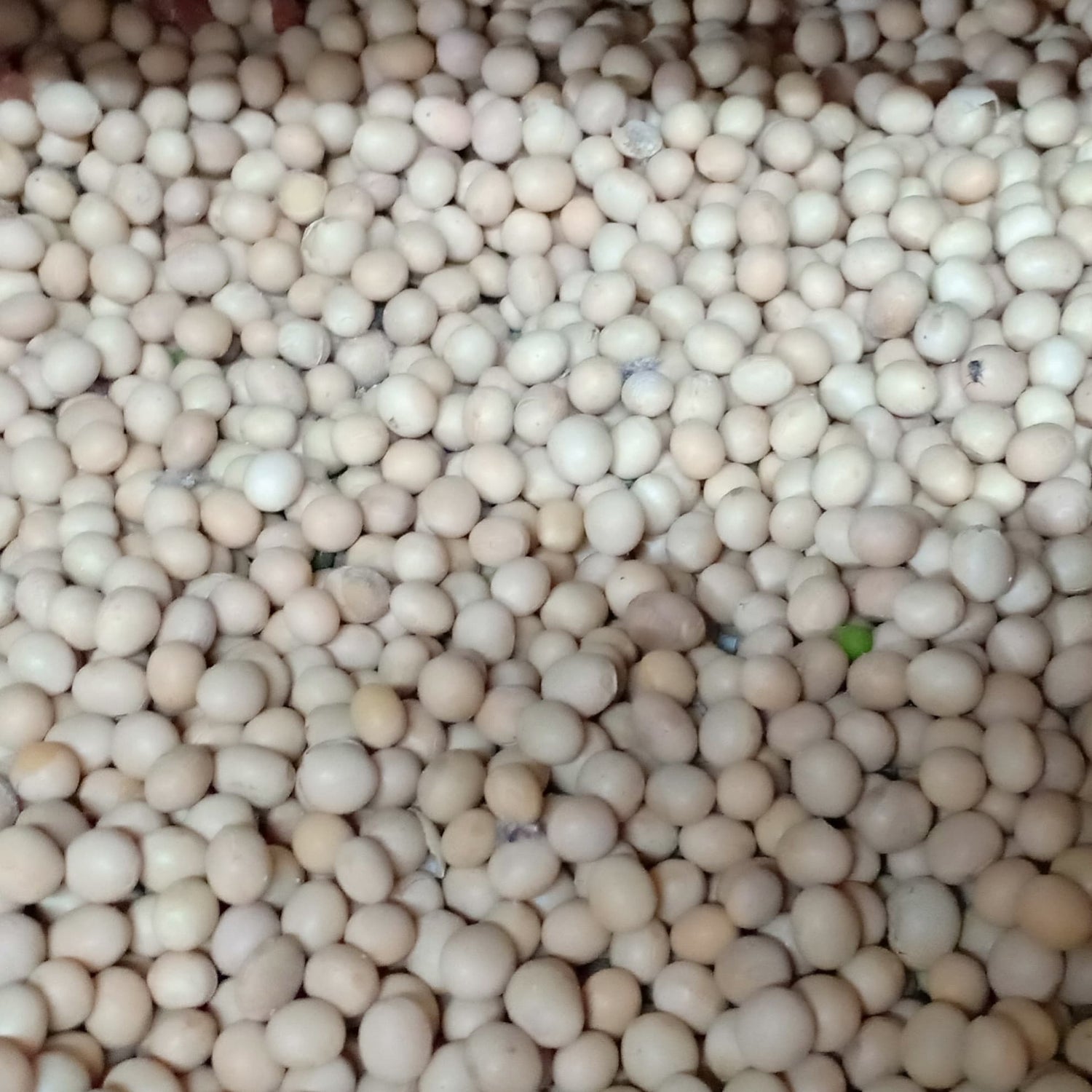Local Organic Beans