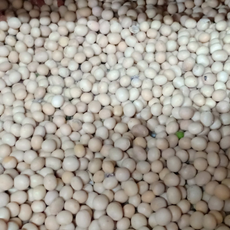 Local Organic Beans