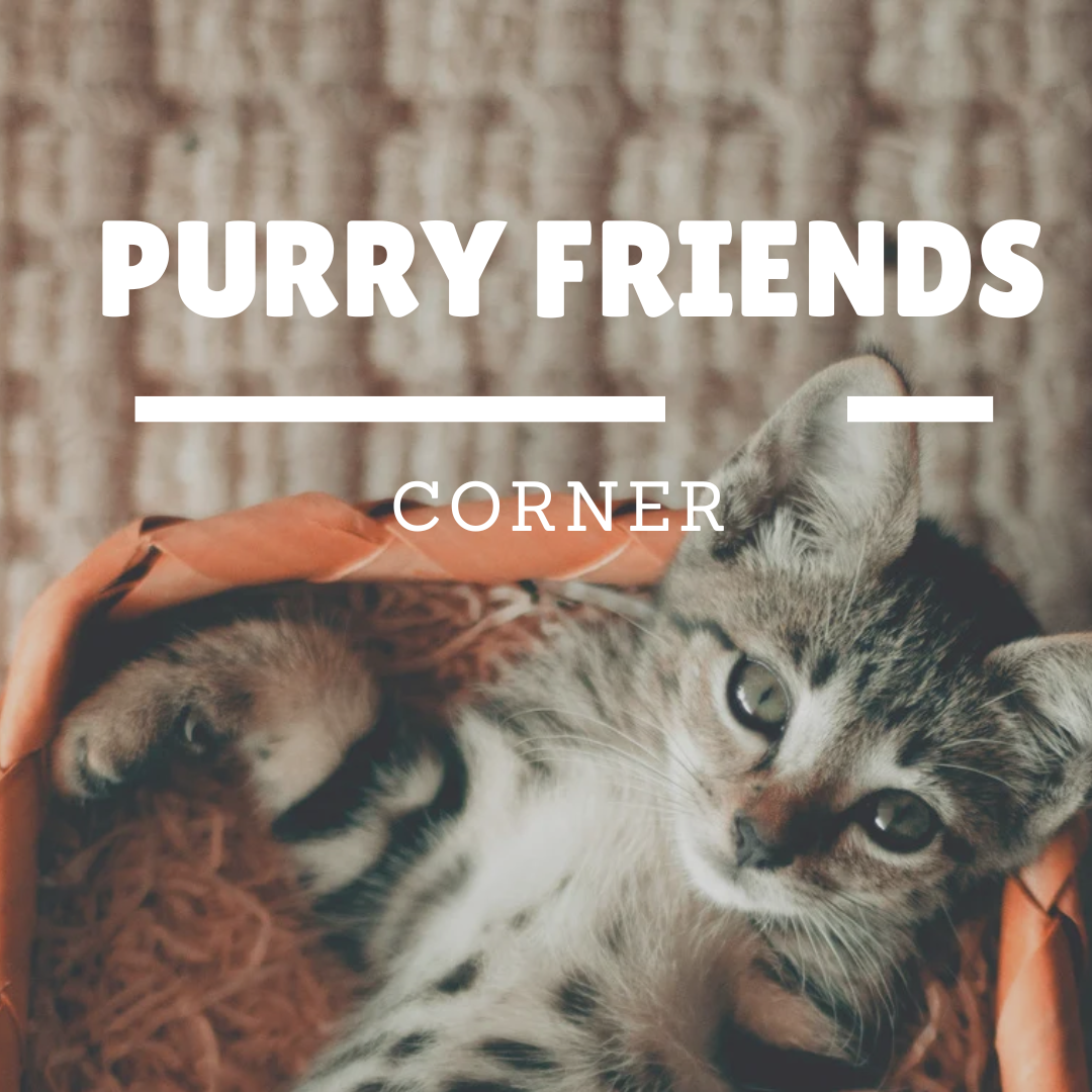 Purry Friend's Corner