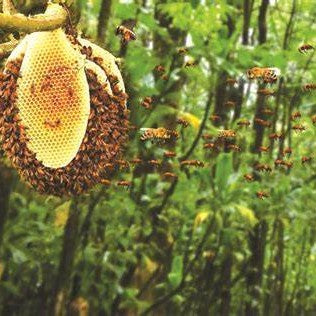 Pure Local Wild Honey Selection