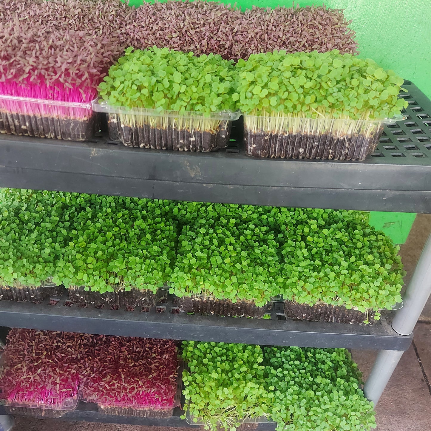 Micro Greens | Microgreens - Red Amaranth - order price / 200 grams