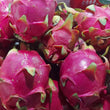 Dragon Fruit [Pitaya] WHITE Flesh - order price / 500grams