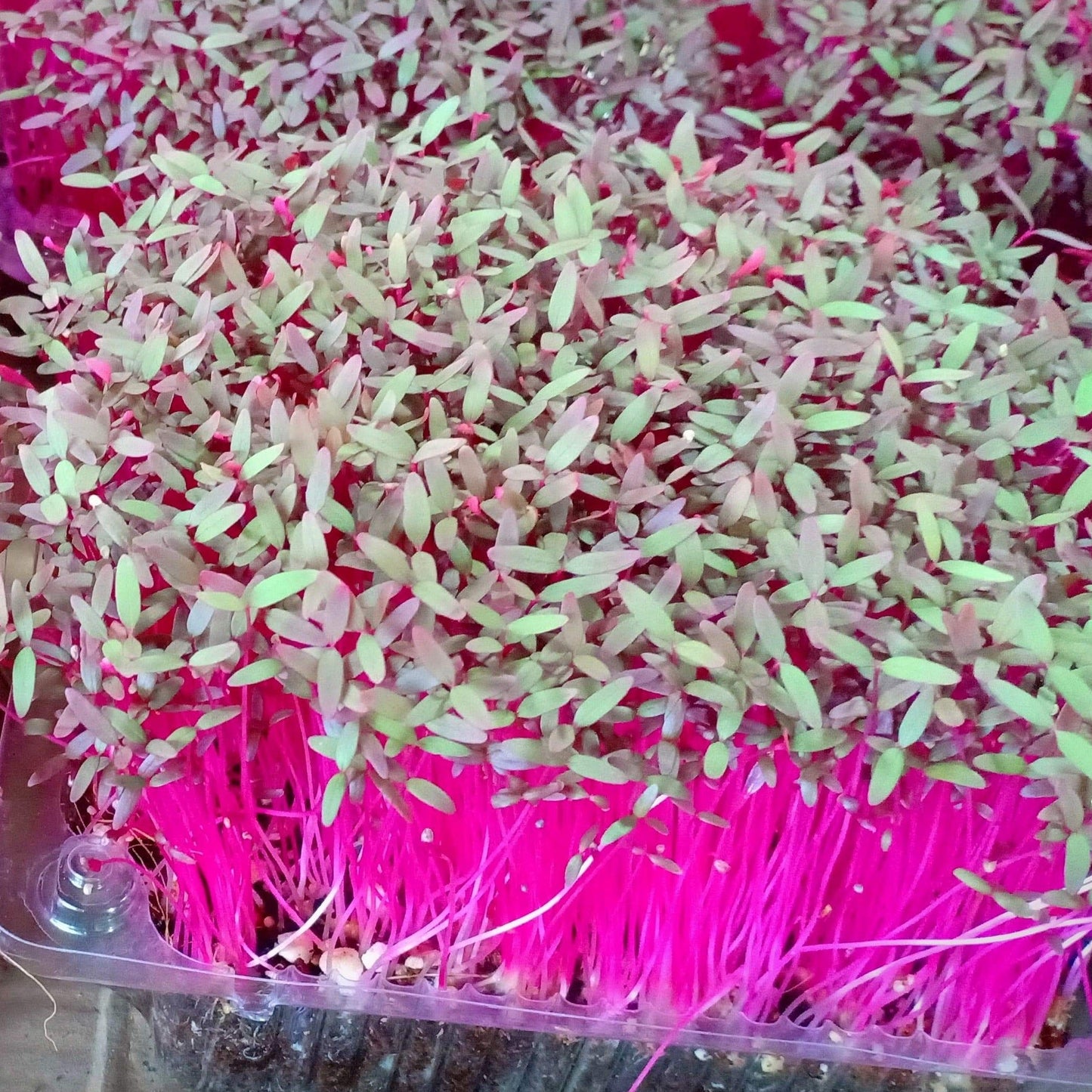 MICRO GREENS - Red/Green Amaranth - order price / 200 grams - Farm2Metro