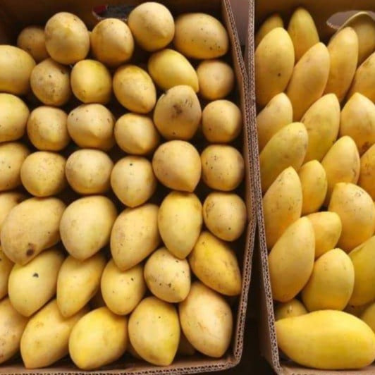 Fresh Davao Ripe Mangoes Kinalabaw (order price / kilo) - Farm2Metro