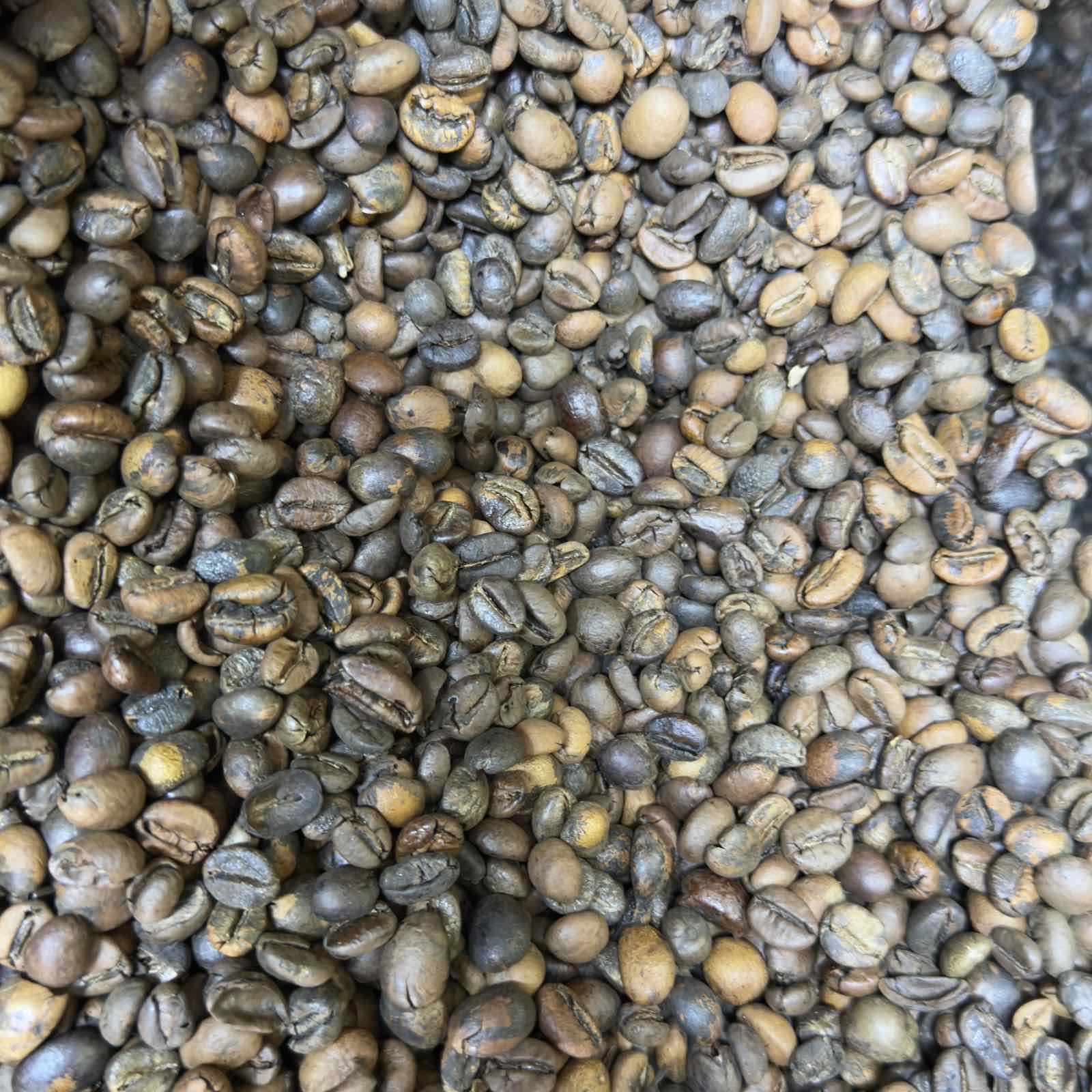 Benguet Blend Medium Roasted Coffee (Whole) Beans - order price/ kilo