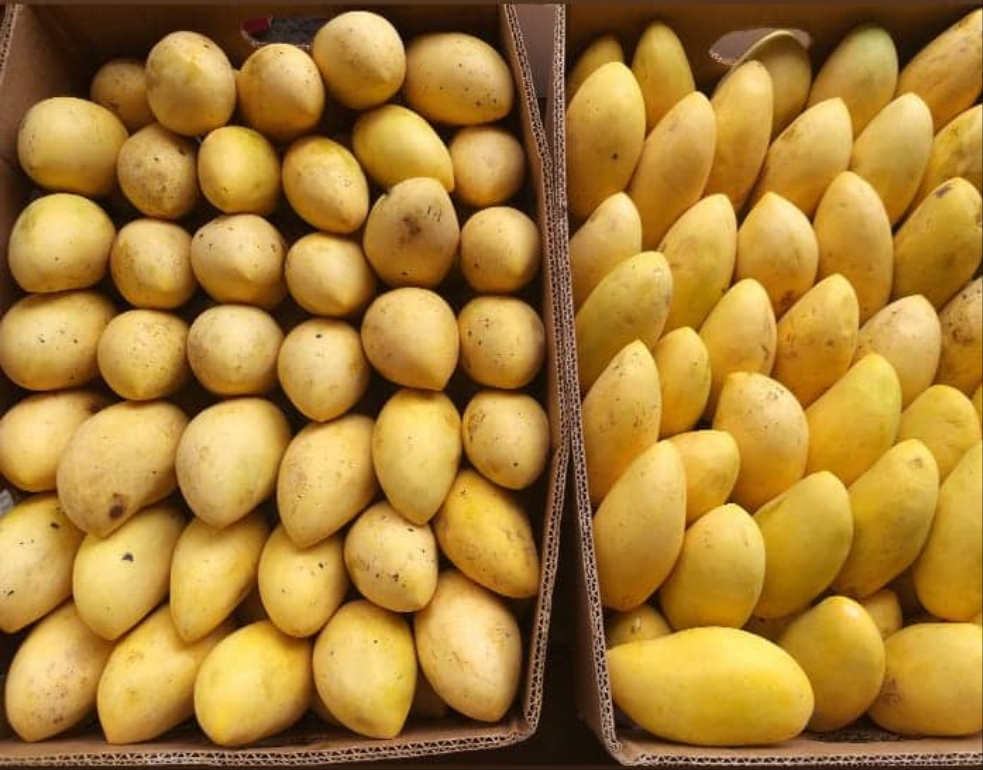 Sweet Davao Ripe Mangoes Kinalabaw (order price / kilo)