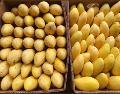 Sweet Davao Ripe Mangoes Kinalabaw (訂貨價/公斤)