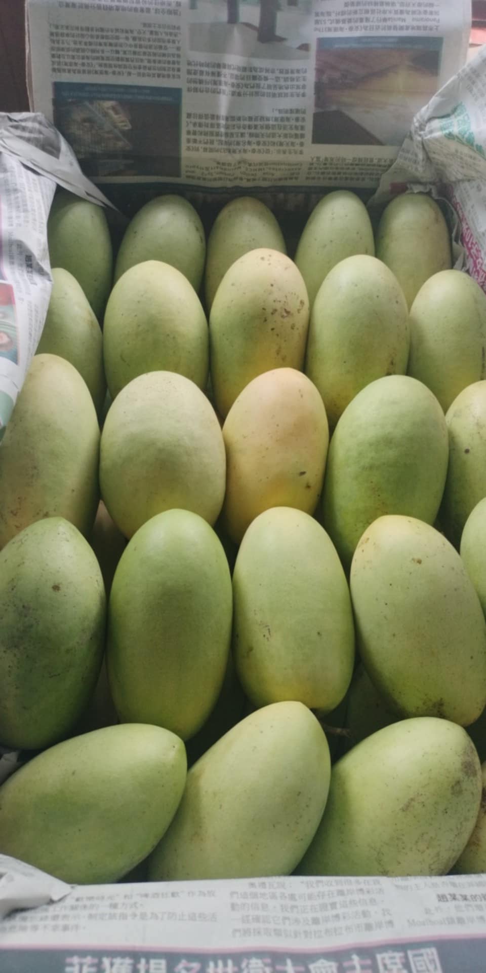 新鮮なダバオ グリーン マンゴーの卸売価格 - 箱あたり