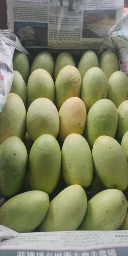 Fresh Davao Green Mangoes Wholesale Price - per box