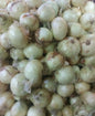 Local White Onion [Sibuyas] Small-Medium - order price / kilo