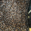 Sagada Dark Authentic (Mountain Province variety) Well Grinded - order price / kilo