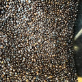 Sagada Medium Roasted Authentic Whole Beans - order price / 500 grams