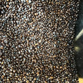 Sagada Dark Authentic (Mountain Province Variety) Well Grinded - order price / 250 grams