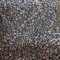 Sagada Medium Roasted Authentic Whole Coffee Beans - order price / kilo