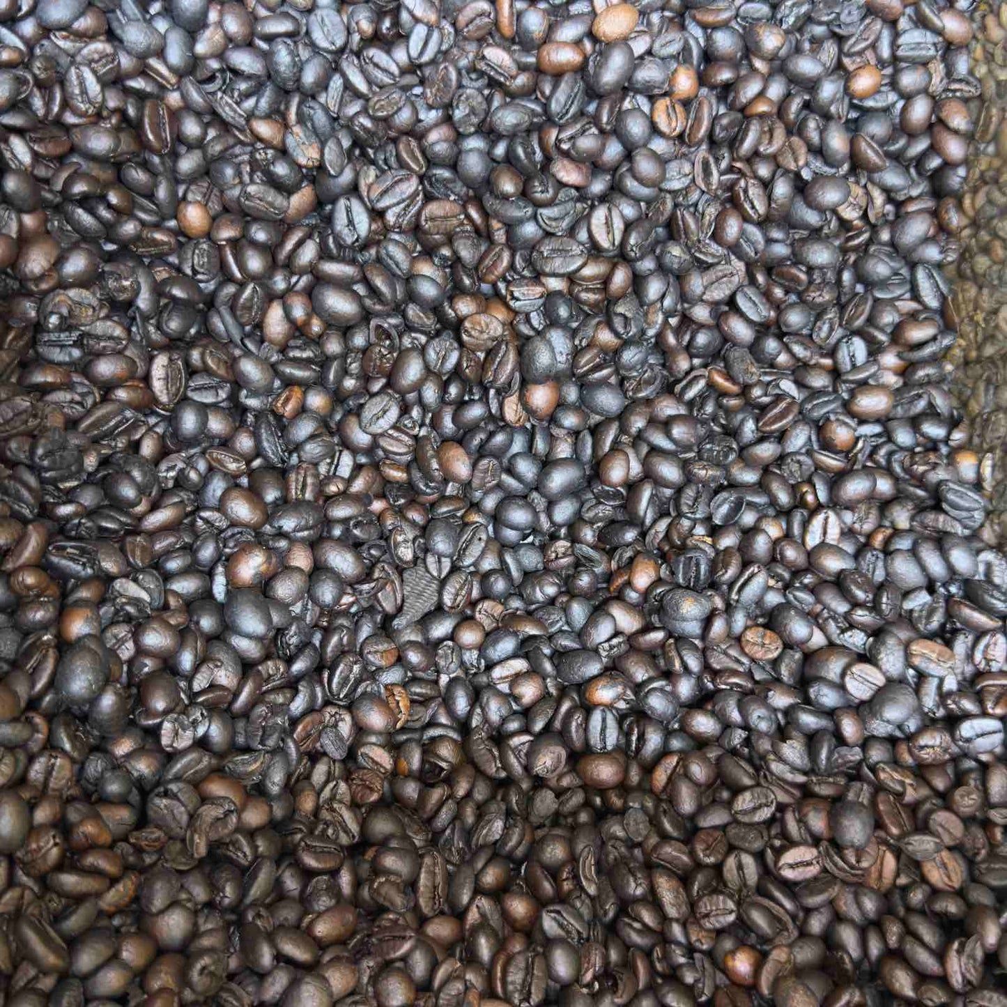 Sagada Medium Roasted Authentic Whole Coffee Beans - order price / kilo
