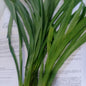 Fresh-cut Pandan Leaves - order price / kilo