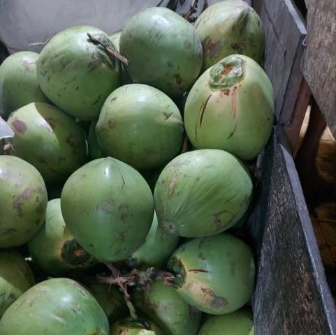 Green-Husked Coconut (BUKO/BUCO) - order price / per piece
