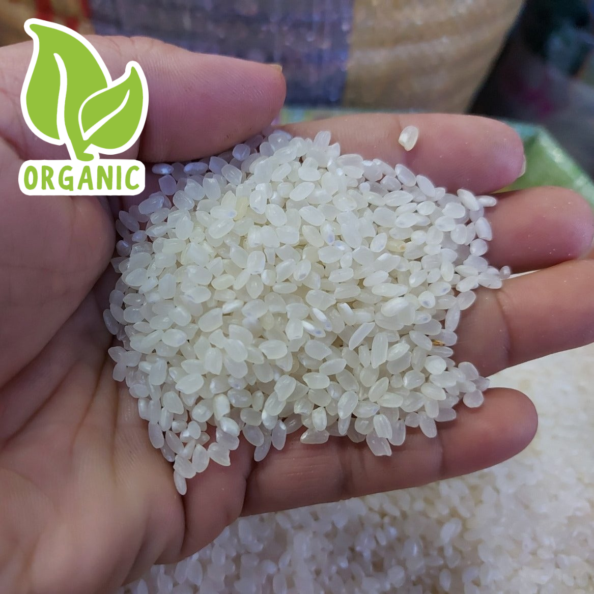 Local Organic Japanese (Tinawon) White Rice Heirloom from Sagada - order price / 5 kilos
