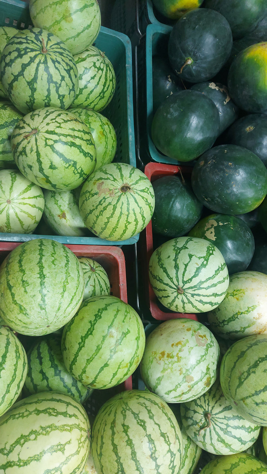 生スイカ (パクワン) 種なし - 注文価格 / キロ (3kls. Min. Wt.)