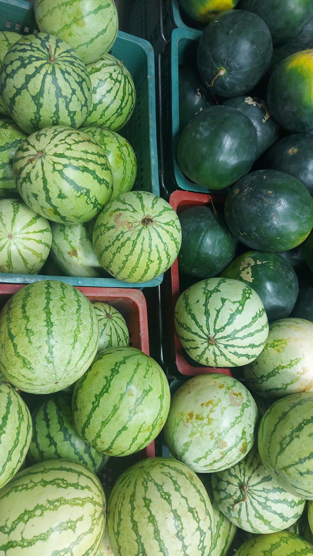 Fresh Watermelon (Pakwan) Seedless - order price / kilo (4kls. Minimum ...