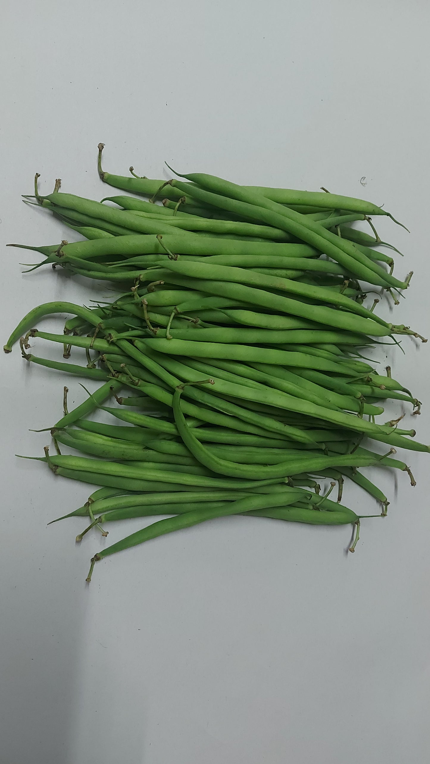 Local Organic Green Beans (Baguio Beans) from Benguet - order price / kilo