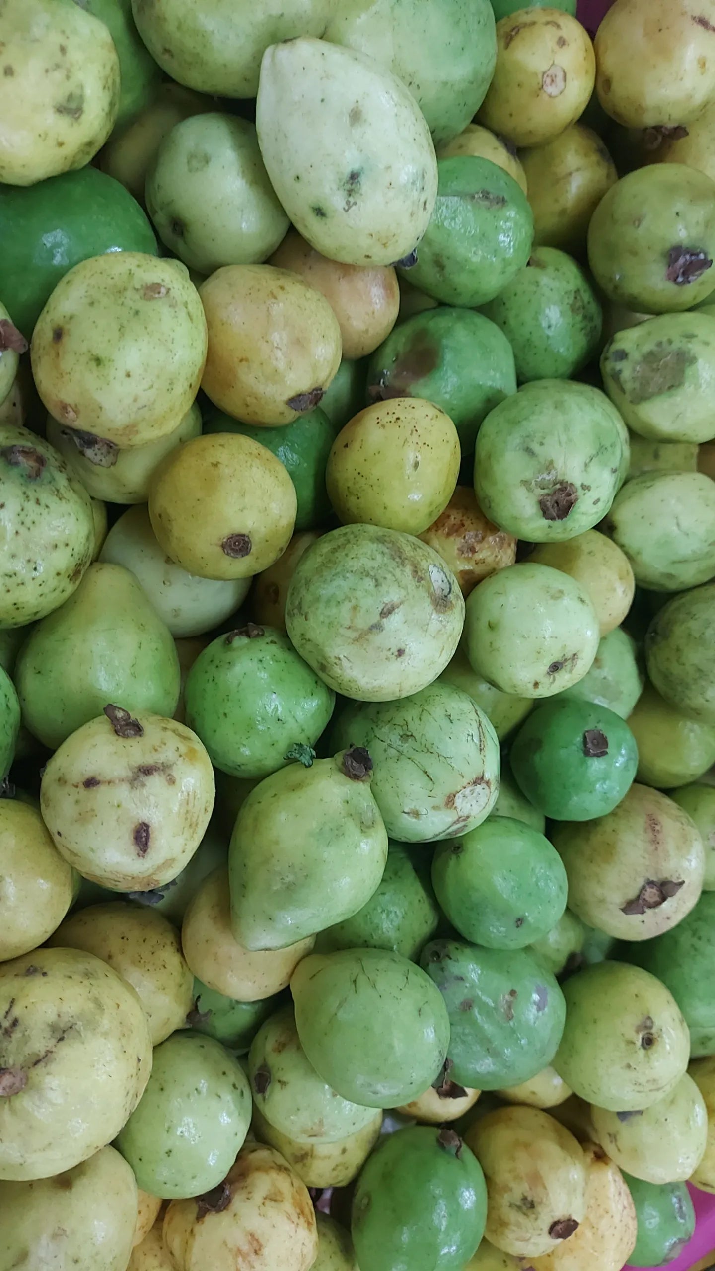 Organic Guava Fruit Small [Bayabas] - order price / 500 grams