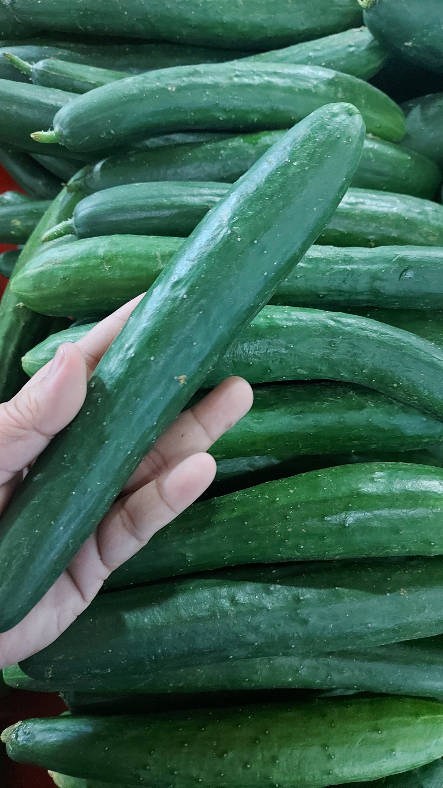 Japanese Cucumber (Kyuri) - order price / 500 grams