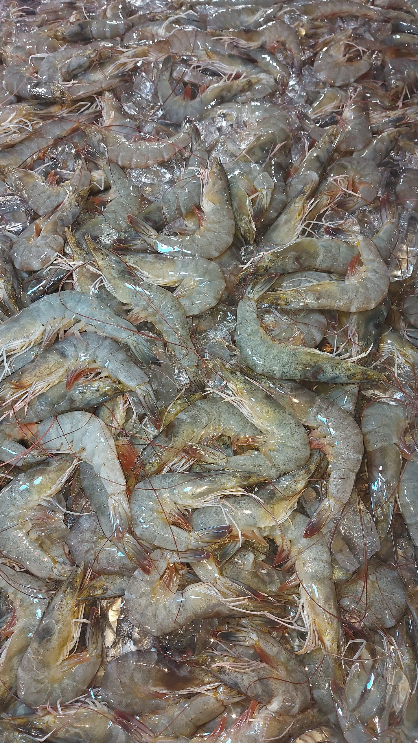 Fresh Shrimp [Suahe] medium size - order price / 500 grams