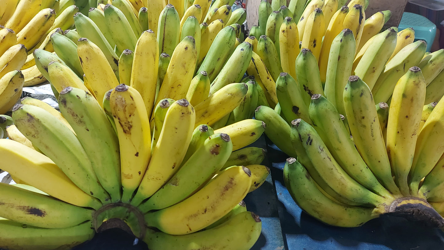 Fresh Local [Lakatan | Lacatan] Banana - order price / kilo