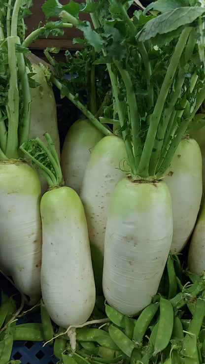 Local Organic Korean Radish | Raddish - order price / 500 grams