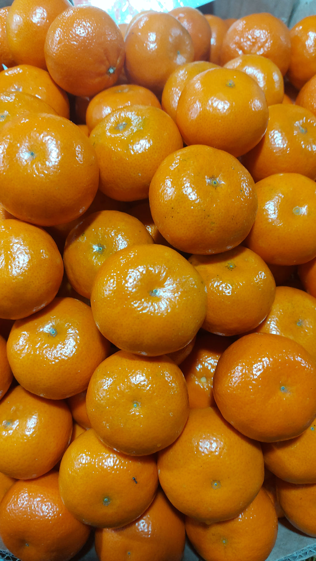 甜橙 [Kiat Kiat | KiatKiat]-訂貨價/500克