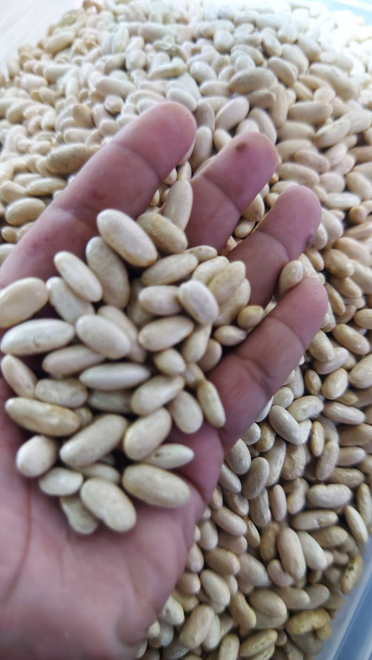 Organic White Kidney Beans/250 grams