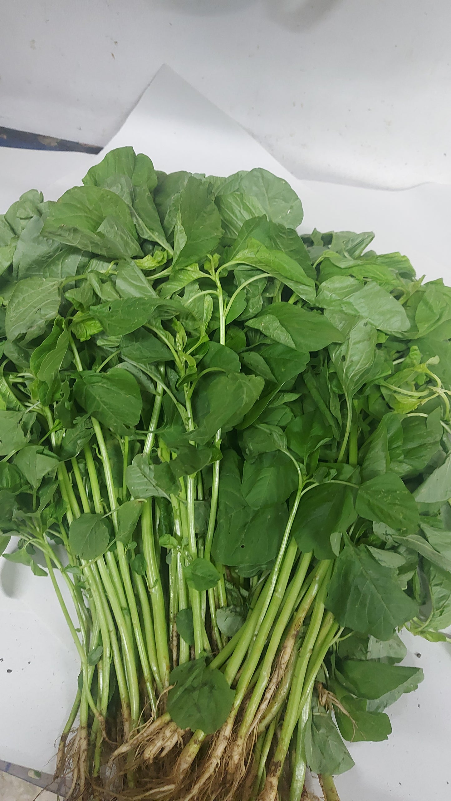 Fresh Organic Spinach/Kolitis [タガログ語] - 注文価格 / 500 グラム