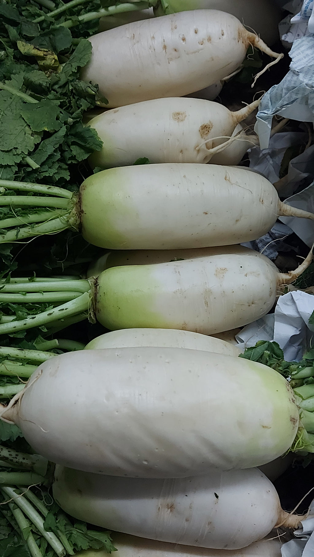 地元の有機大根 |大根 - 注文価格 / 500 グラム