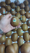 Zespri Premium GREEN Kiwi (Chinese Gooseberry) - order price / Box of 36pcs.