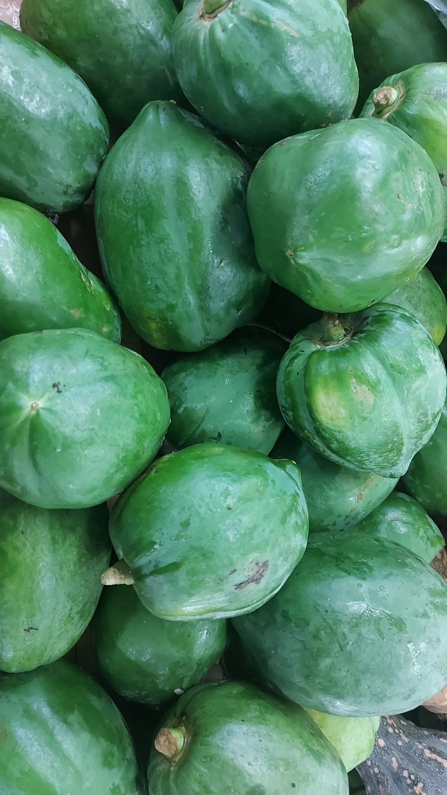 Organic Local GREEN [Unripe] Papaya - order price / kilo