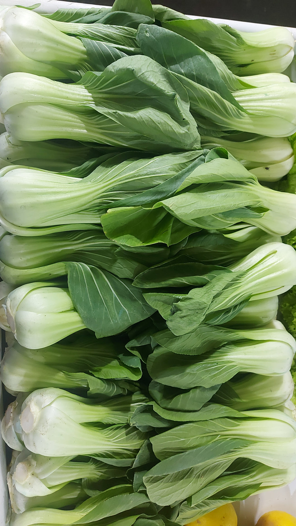 新鮮な地元の有機白菜 (Bokchoy|Bok choy Petsay) - 注文価格 / キロ