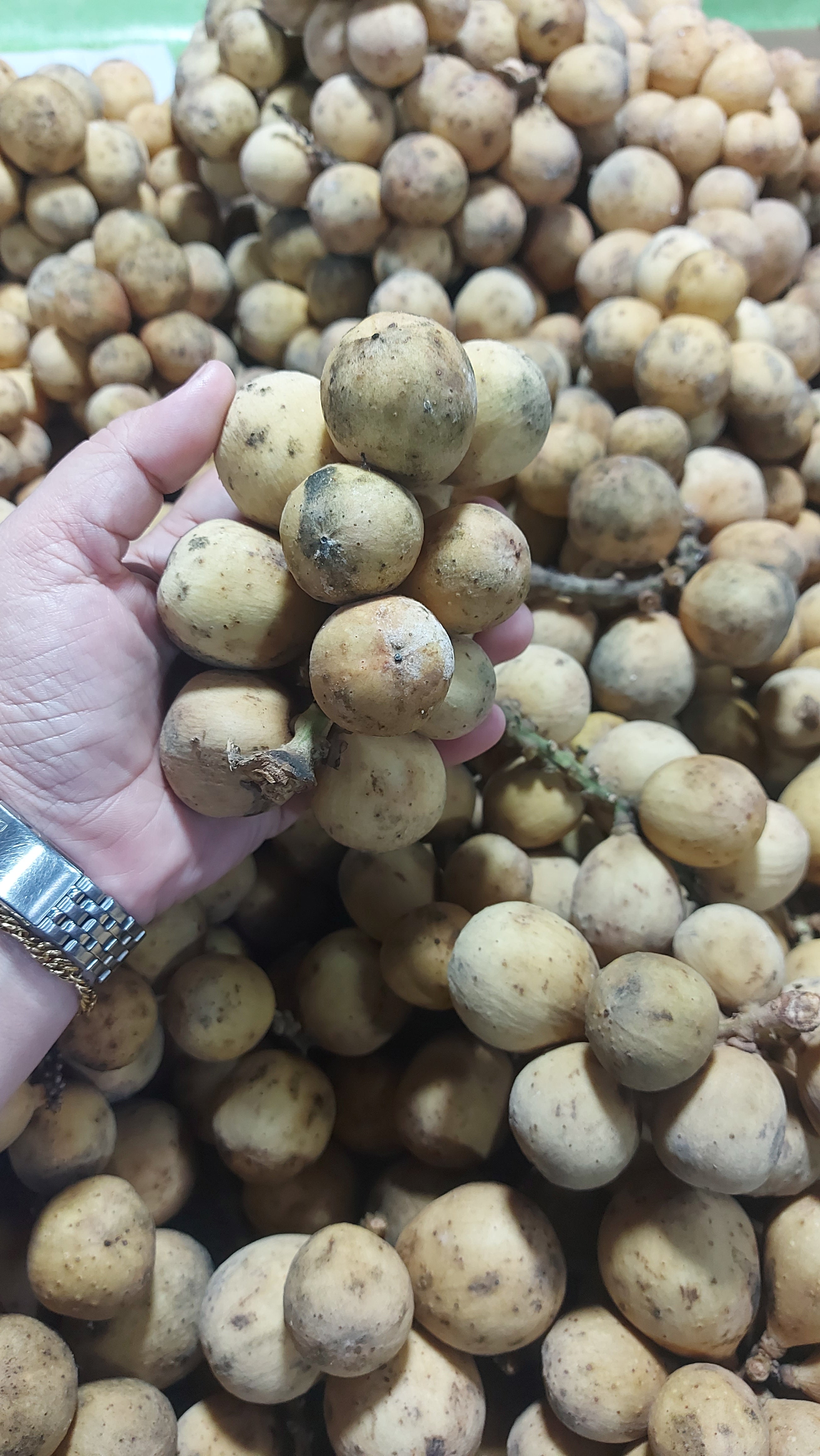 Sweet Lanzones | Lansones Davao Longkong variety - order price / kilo