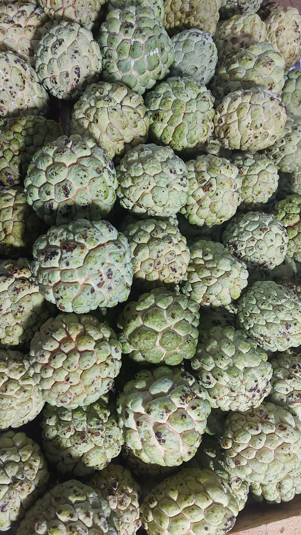 フレッシュローカルシュガーアップル (Atis) - 注文価格 / キロ