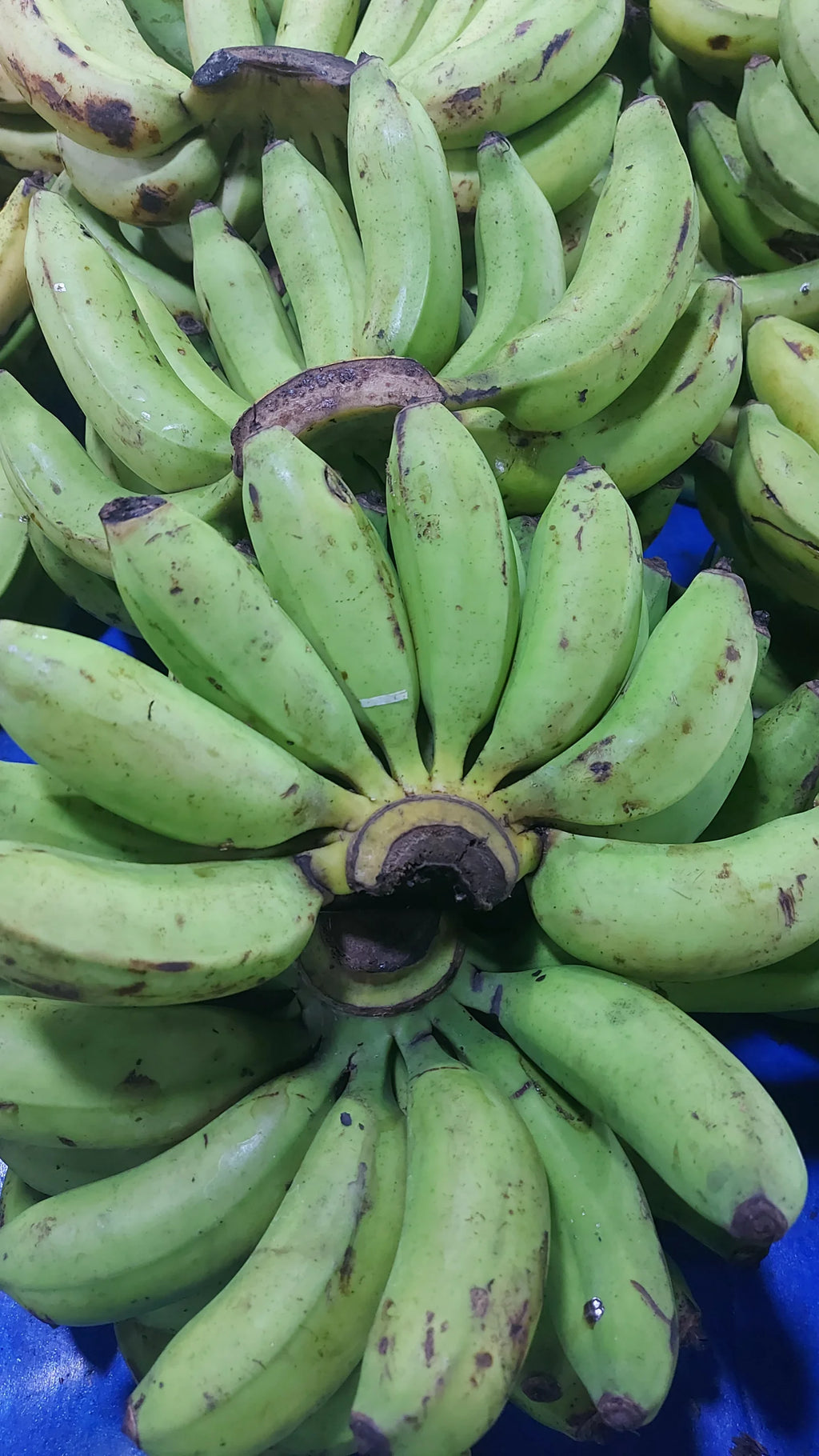 Fresh Local [Latundan] Banana - order price / kilo