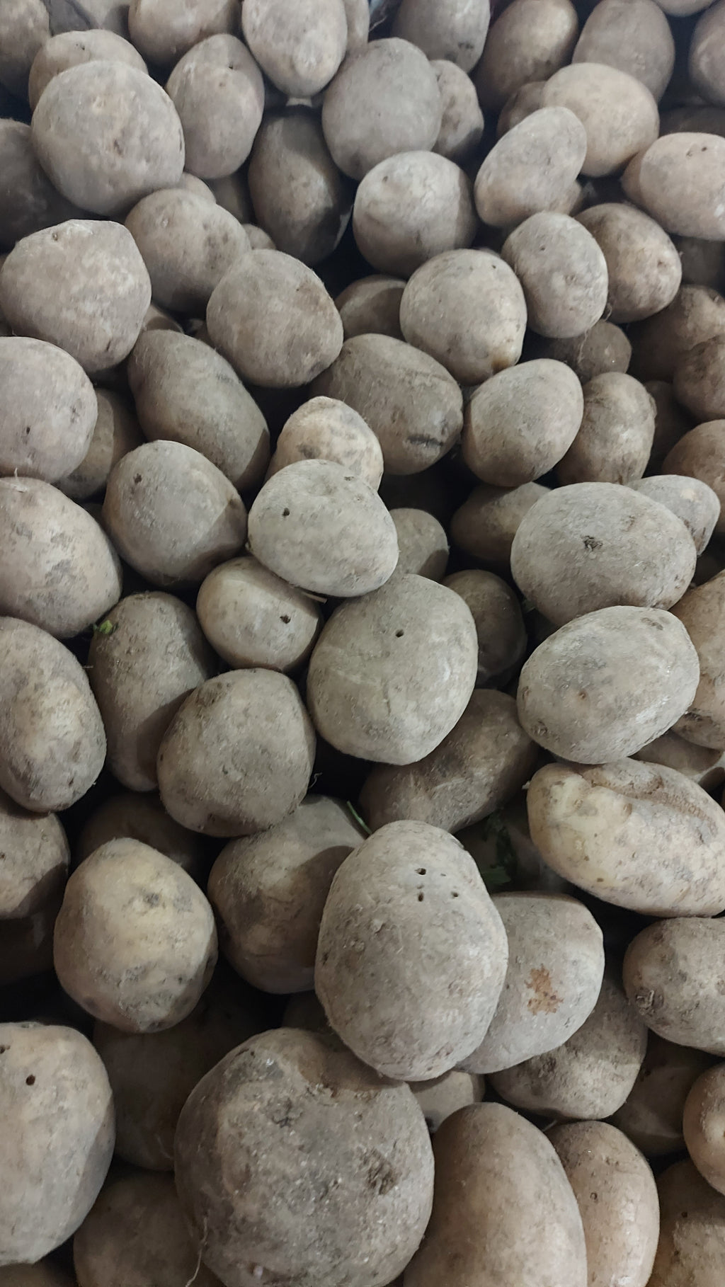 地元の有機ポテト | Patatas - 注文価格 / 500 グラム)