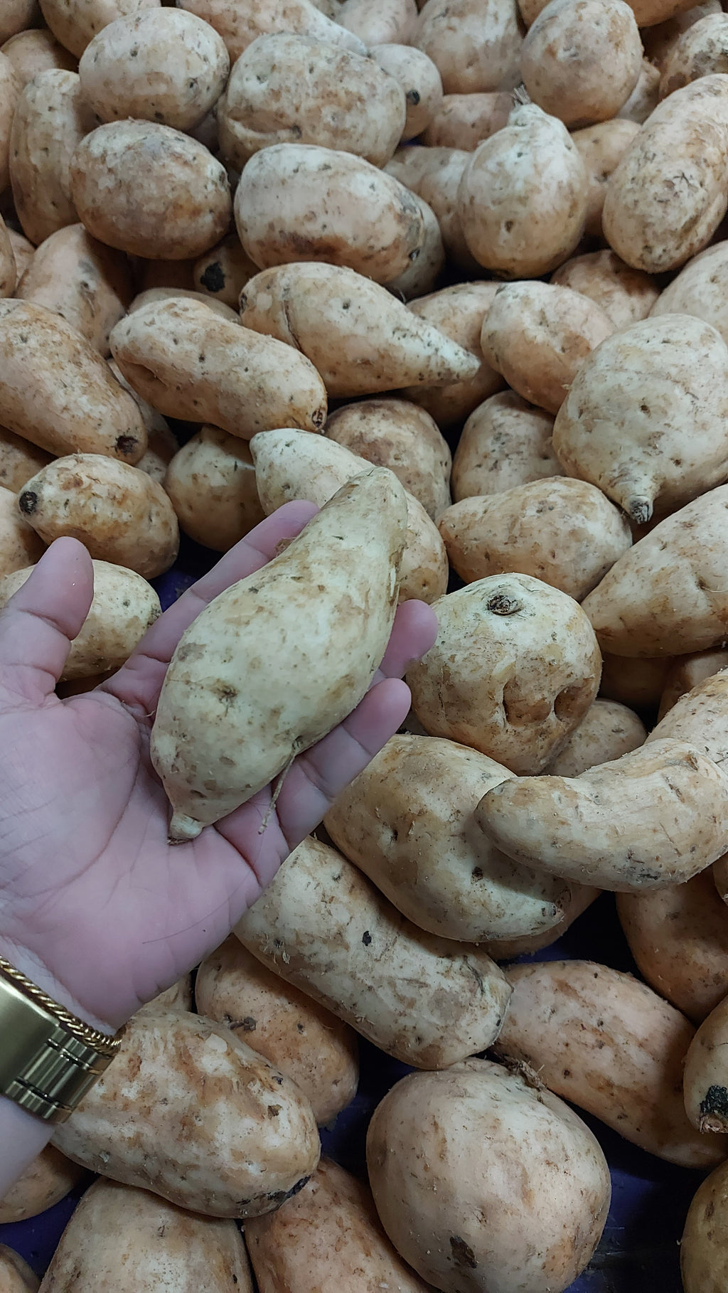 地元産有機オレンジスイートポテト【カモテ｜サツマイモ】 【カモテ】 - 注文価格 / 500グラム