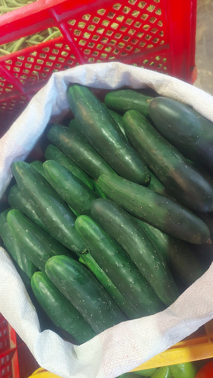 Fresh Organic Cucumber [Pipino] - order price / 500 grams
