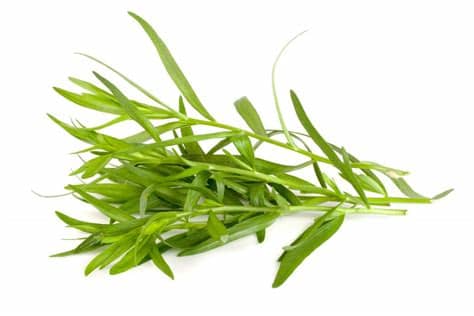 Fresh Local Organic Tarragon - order price / 25 grams