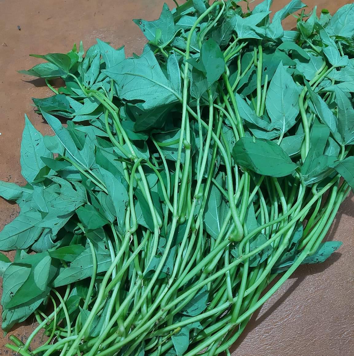 ローカル カモテ |カモテトップス |グリーンカラー【タルボス】 - 注文価格 / 500グラム